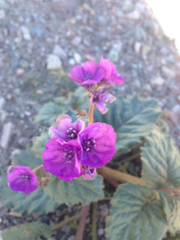 Phacelia calthifolia