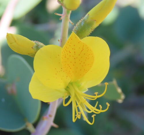 Image of Adenolobus pechuelii by no rights reserved