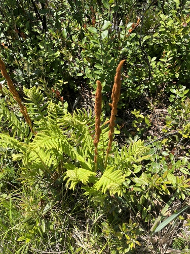 Osmundastrum cinnamomeum
