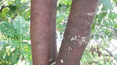 Syzygium syzygioides