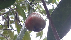 Syzygium syzygioides