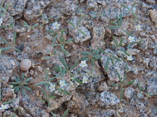 Image of Threadstem Carpetweed (Hypertelis cerviana) by no rights reserved