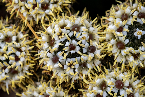 Berzelia albiflora (Berzelia albiflora)