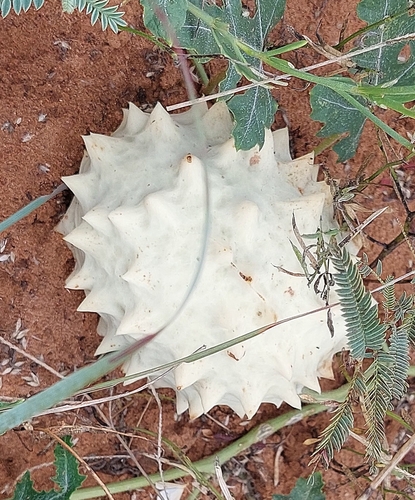 Gemsbok cucumber