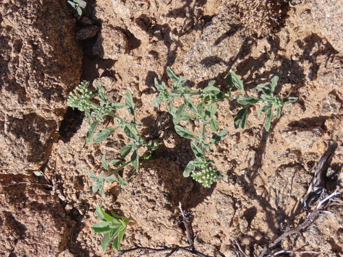 Image of Heliotropium oliverianum by no rights reserved