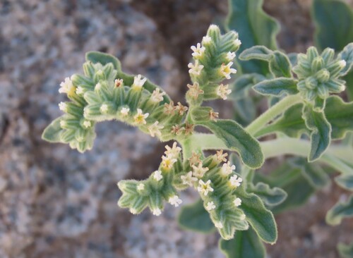 Image of Heliotropium oliverianum by no rights reserved
