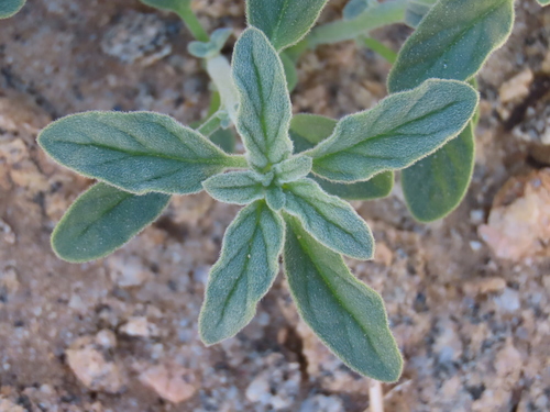 Image of Heliotropium oliverianum by no rights reserved
