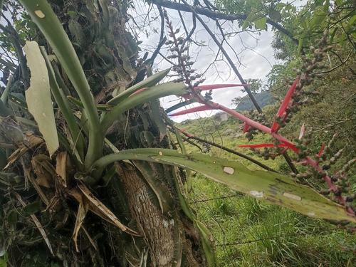 Image of Aechmea bracteata by (c) Ramón García, some rights reserved (CC BY)
