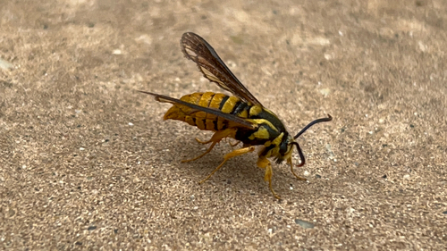 Red Oak Clearwing Moth photo 2
