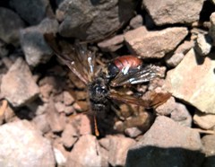Cimbicidae