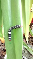 Xanthopastis moctezuma