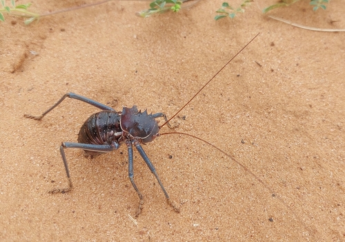 Brown Armoured Corncricket