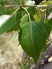 Populus × acuminata