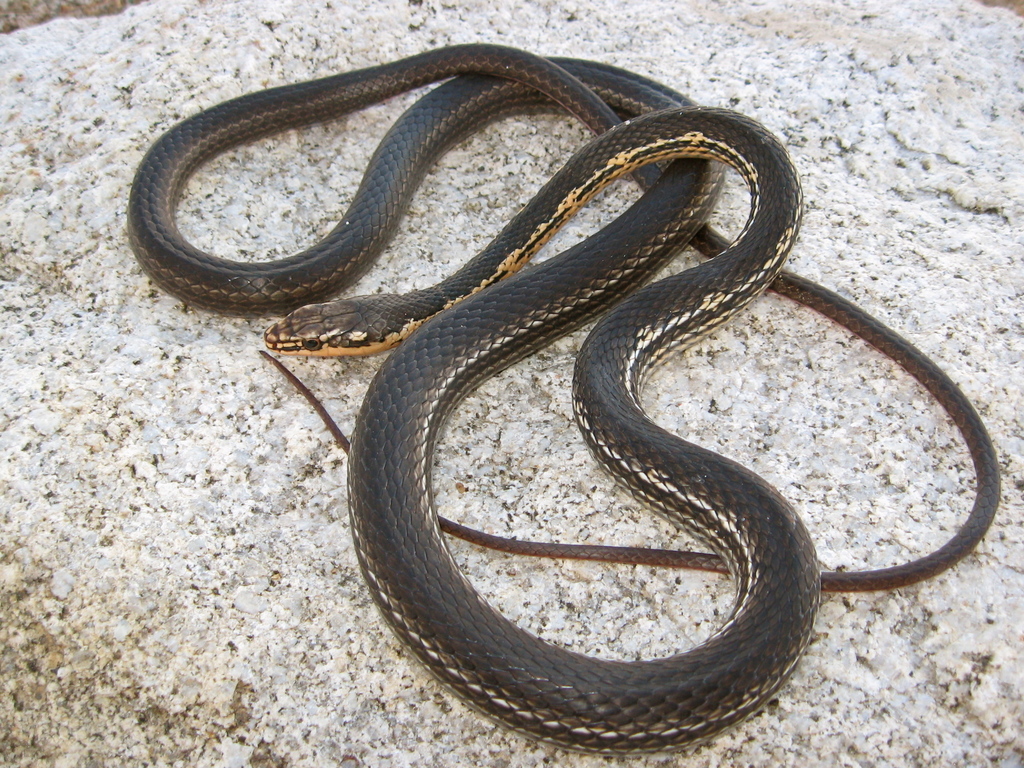Baja California Striped Whip Snake