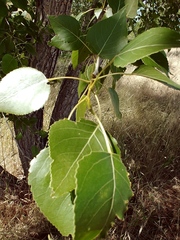 Populus × acuminata