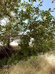 Populus × acuminata
