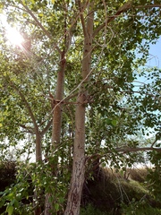 Populus × acuminata