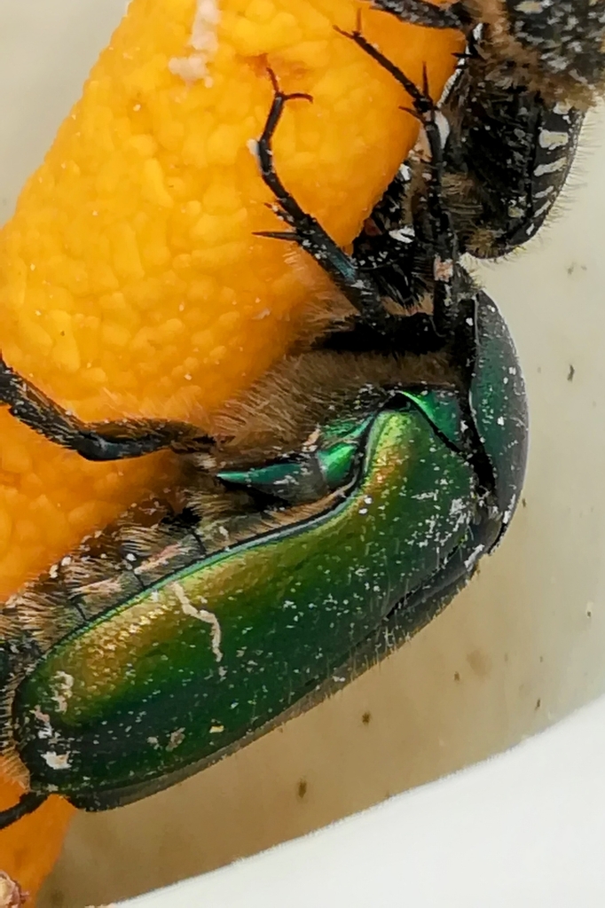 Cetonia aurata pisana