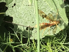 Megarhyssa macrurus icterosticta