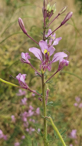 Hairy Spindlepod