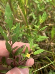 Ludwigia pilosa