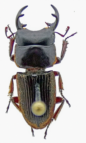 Aegus falcicornis