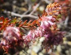 Erica similis
