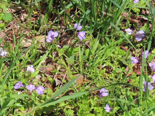 Image of Mazus miquelii by (c) mami_t_t, some rights reserved (CC BY)