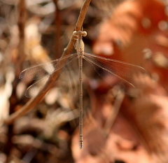 Lestes concinnus