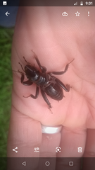 Stenopelmatus minor