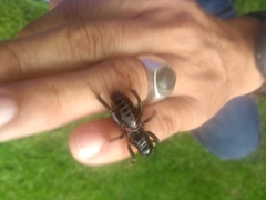 Stenopelmatus minor