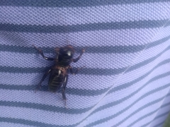 Stenopelmatus minor