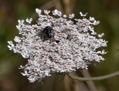 Oxythyrea funesta