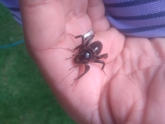 Stenopelmatus minor
