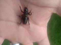 Stenopelmatus minor