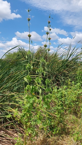 lion's ear