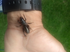 Stenopelmatus minor