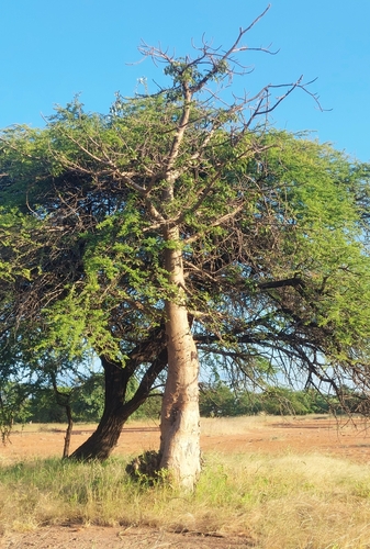 African baobab