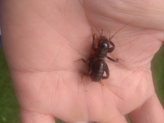 Stenopelmatus minor