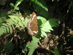 Tanaecia trigerta