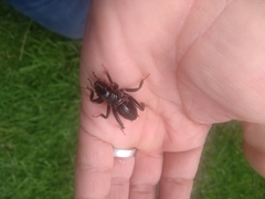 Stenopelmatus minor