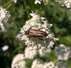 Lepturobosca nigrolineata