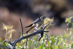 Falco sparverius sparverius