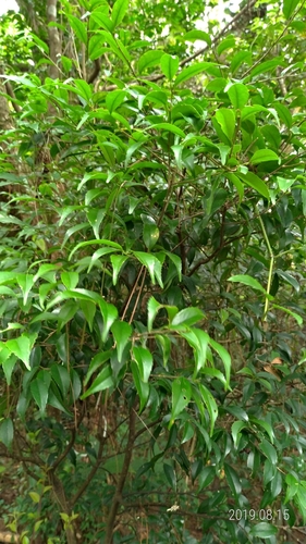 Symplocos caudata iNat (2)
