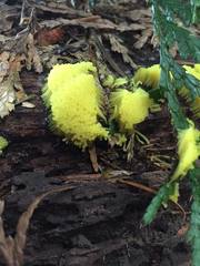 Stemonitis flavogenita