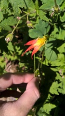 Aquilegia elegantula