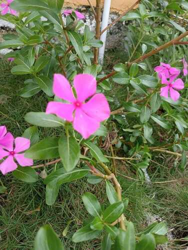Catharanthus roseus