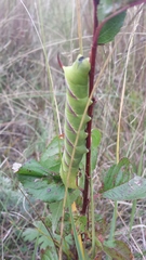 Sphinx drupiferarum
