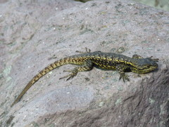 Sceloporus anahuacus