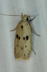 Scythropiodes issikii